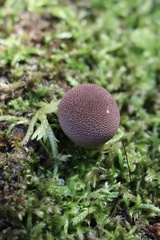 Lycoperdon subincarnatum