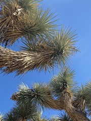 Yucca brevifolia