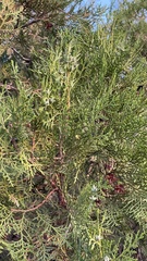 Platycladus orientalis