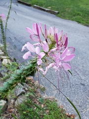 Cleome houtteana