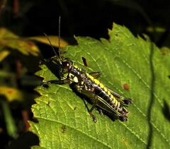 Booneacris glacialis