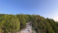 Platycladus orientalis