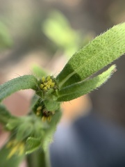 Melampodium sericeum