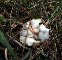 Helvella crispa