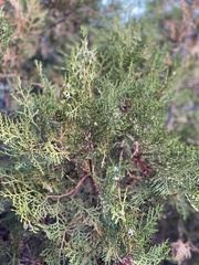 Platycladus orientalis