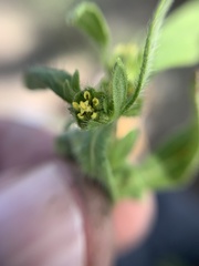 Melampodium sericeum