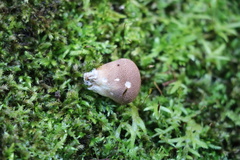 Lycoperdon subincarnatum