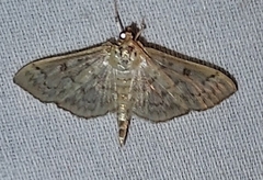 Herpetogramma pertextalis