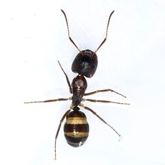 Camponotus subbarbatus