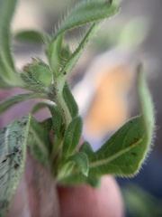 Melampodium sericeum