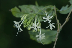 Clerodendrum garrettianum