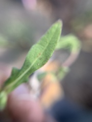 Melampodium sericeum