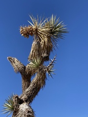 Yucca brevifolia