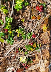 Vaccinium oxycoccos