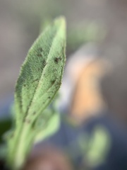 Melampodium sericeum