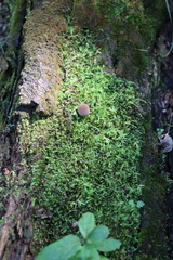 Lycoperdon subincarnatum