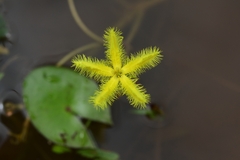 Nymphoides crenata