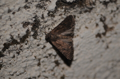 Noctuinae