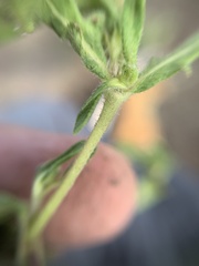 Melampodium sericeum