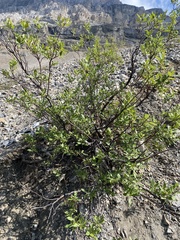 Salix glauca