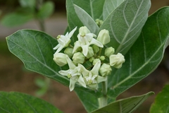 Calotropis gigantea