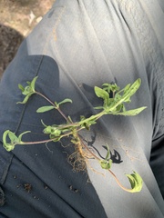 Melampodium sericeum