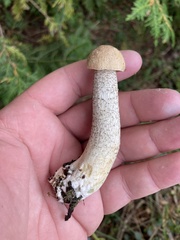 Leccinum holopus