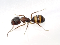 Camponotus subbarbatus