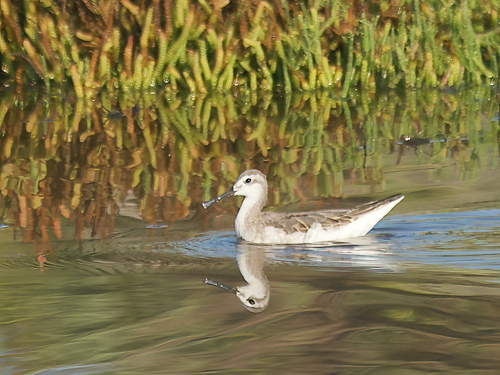 Falaropo tricolor (Phalaropus tricolor)