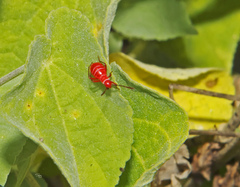 Dysdercus suturellus
