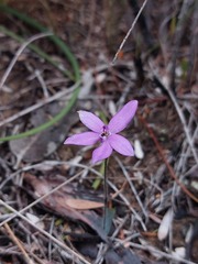 Glossodia minor