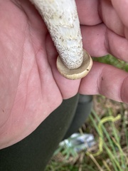 Leccinum holopus
