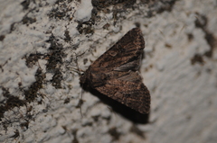 Noctuinae