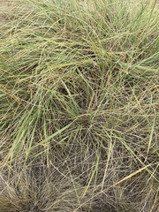 Elymus smithii