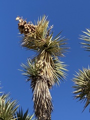 Yucca brevifolia