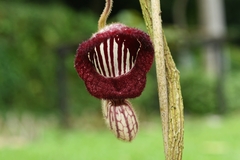 Aristolochia tongbiguanensis