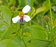 Dysdercus suturellus