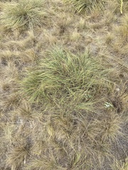 Elymus smithii