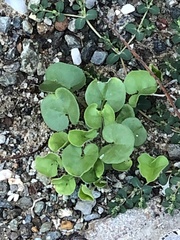Dichondra