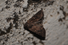 Noctuinae