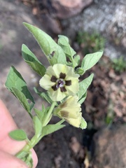 Physalis chenopodifolia