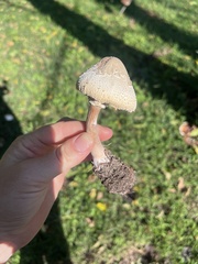 Chlorophyllum molybdites