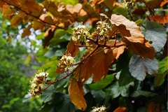 Phanera aureifolia