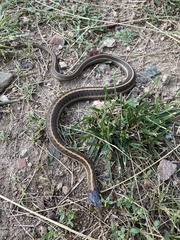 Thamnophis elegans