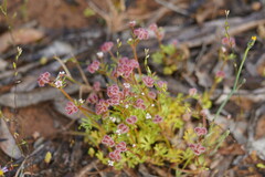 Trachymene cyanopetala
