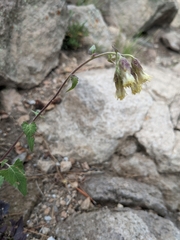 Brickellia grandiflora