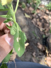 Physalis chenopodifolia