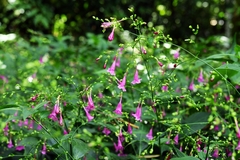 Strobilanthes hamiltoniana