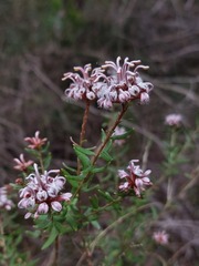 Grevillea sphacelata