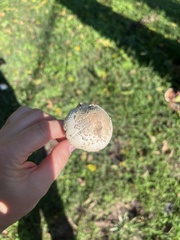 Chlorophyllum molybdites